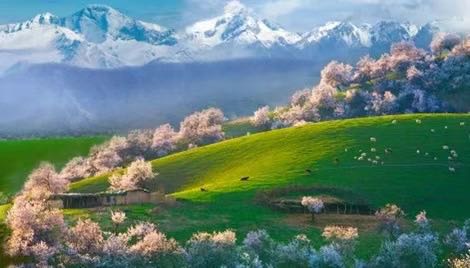 【伊犁杏花】4月 杏花故事  “宴遇” 在伊犁
