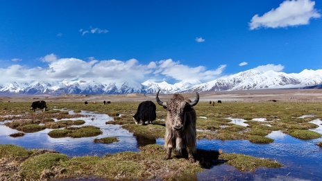 【天山南北】穿行三山兩盆 南北疆全景游 最美公路｜喀納斯 禾木｜伊犁草原｜喀什古城｜大漠 峽谷｜高原 雪峰 湖泊 古道｜