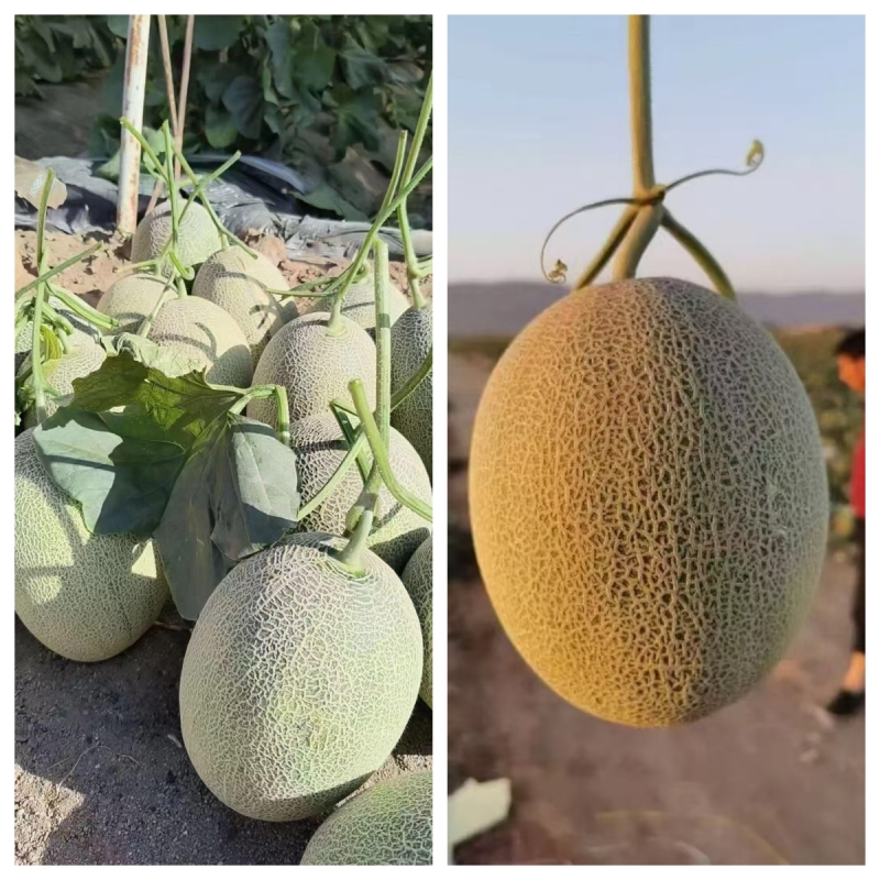 WechatIMG15555557_副本.jpg WechatIMG15555557_副本.jpg